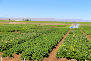 Rows of blooming potato plants under a blue sky