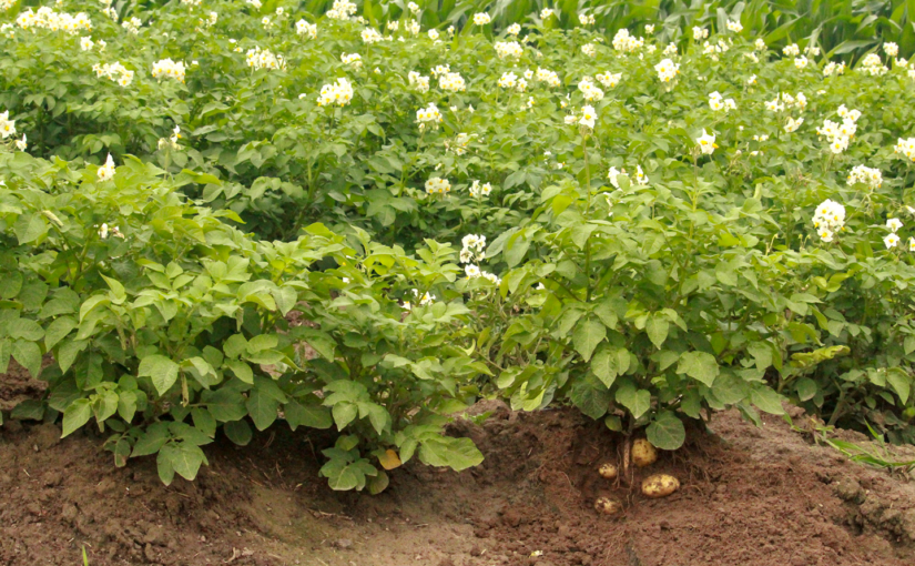 Flowering potato plants in the field