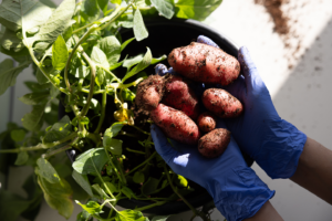 Newly unearthed potatoes are cupped in hands sheathed in blue gloves