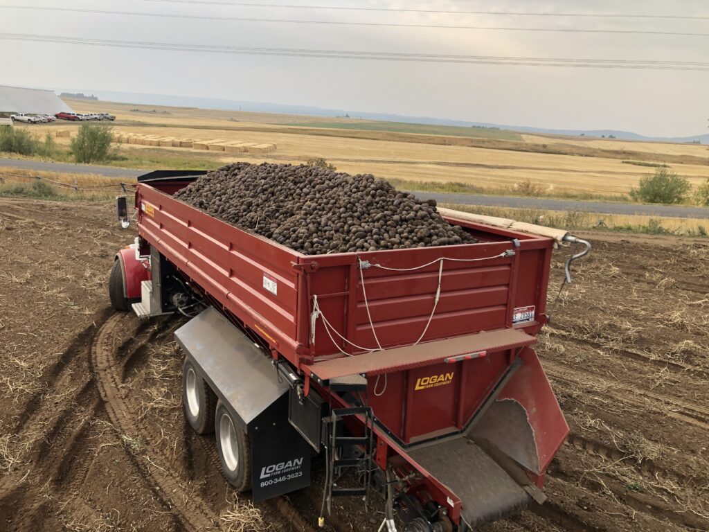 Freshly harvested potatoes are loaded onto a bright red farm truck