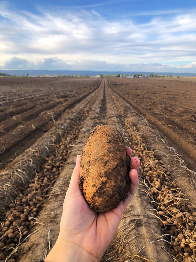 A hand hands a potato against a backdrop of a potato field with blue sky in the background