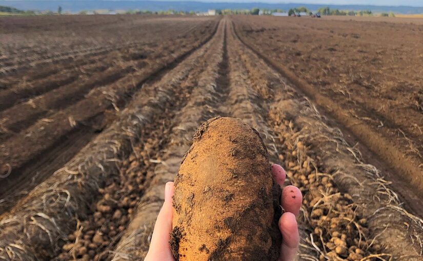 A hand hands a potato against a backdrop of a potato field with blue sky in the background