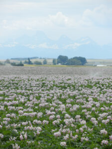 A field of potato plants in bloom