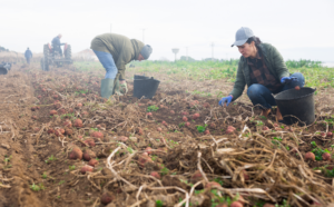 Workers cull crops in a field