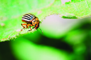 A orange and black-striped Colorado potato beetle scuttles across a green leaf