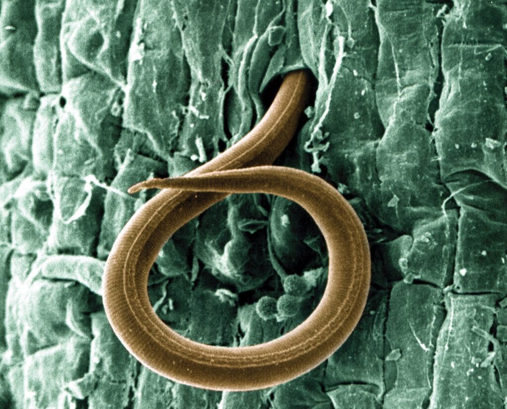 Close up of a juvenile root-knot nematode
