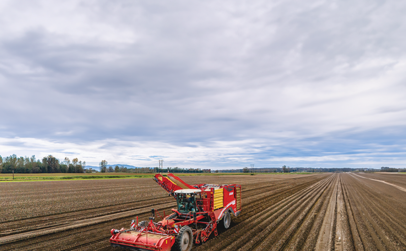 A red tractor amid rows of potato plantings under a vast sky