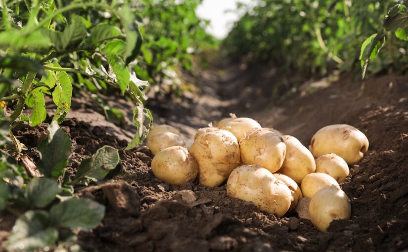 Newly harvested potatoes sit on a bed of black soil, surrounded by green plants