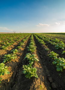 A row of potato plants against a blue sky