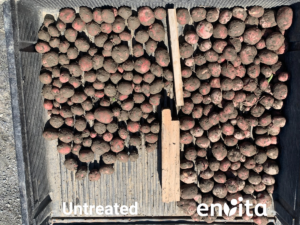 A comparison of untreated potatoes versus a consistently sized, larger yield treated with Envita.