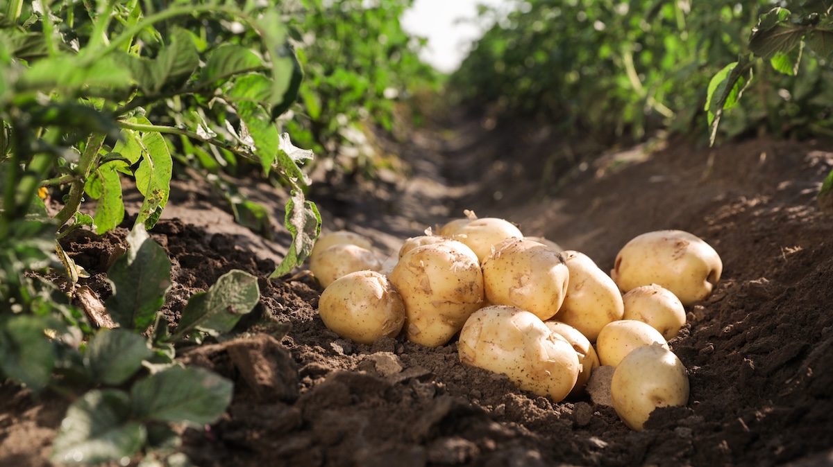 A closeup of freshly unearthed potatoes in soil