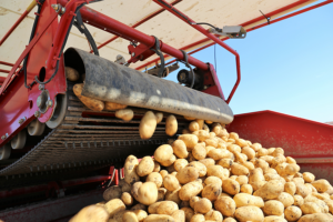 Potatoes are unloaded using machinery