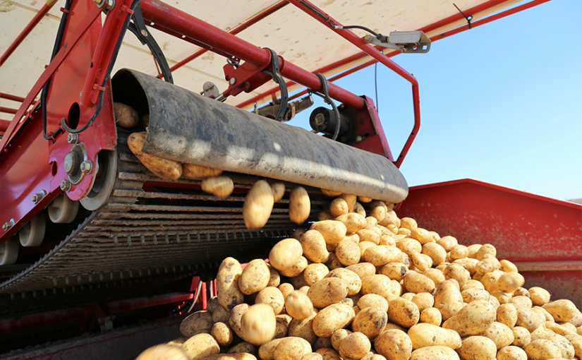 Potatoes are unloaded using machinery