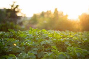 Potato plants grow tall and green against the backdrop of a setting sun