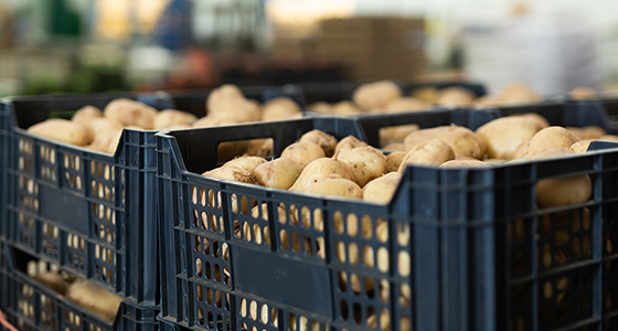 Boxes of fresh potatoes