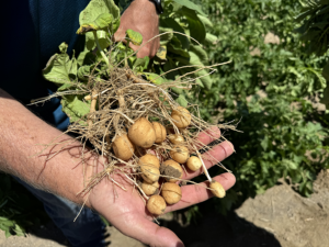 A researcher holds newly harvested potatoes in his hand