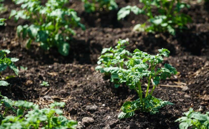 Young green potato plants poke through black soil