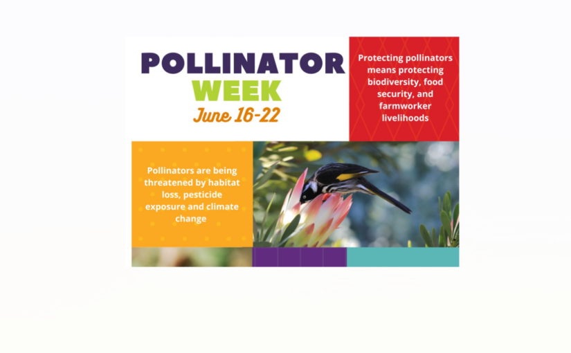 A colorful Pollinator Week logo and info box