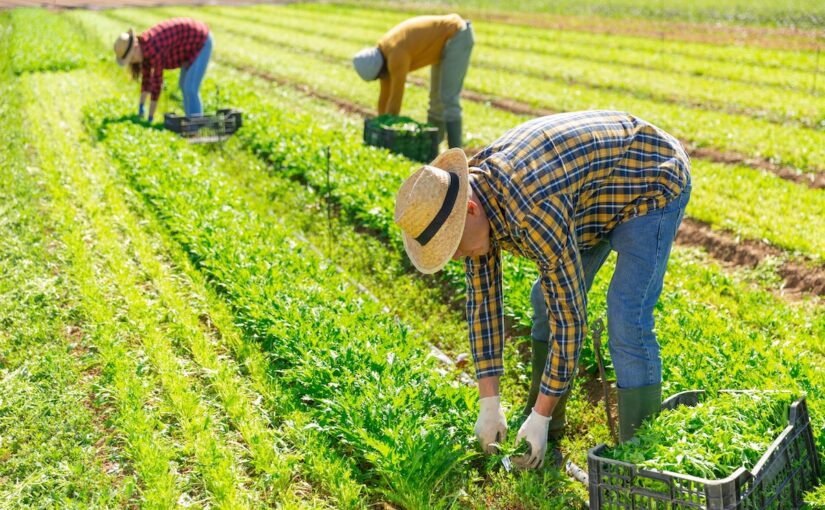 Farmworkers harvest crops in a green field