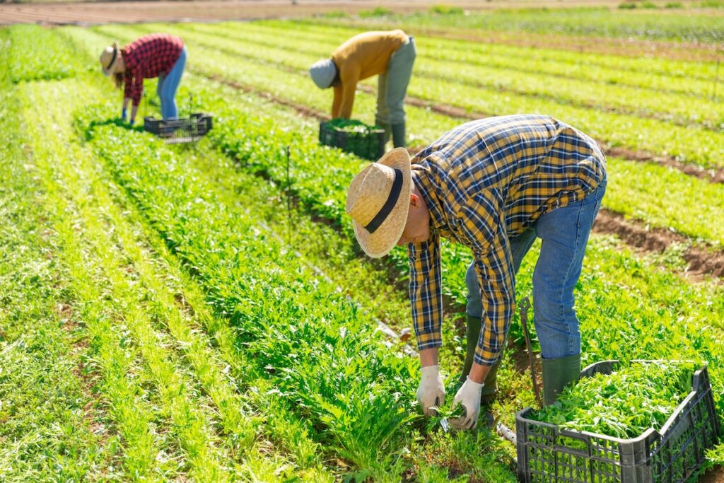 Farm workers harvest crops in a sunny field