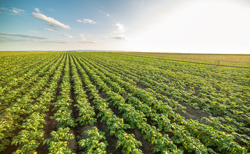 Potato plants grow tall and green under a sun-splashed blue sky
