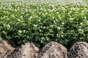 A field of flowering potato plants