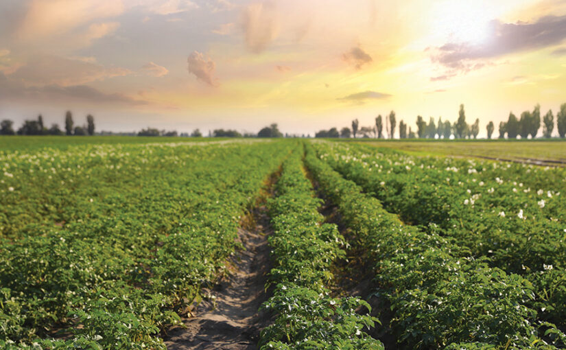 Green potato plants emerge from the soil as the setting sun streaks the sky pink and yellow