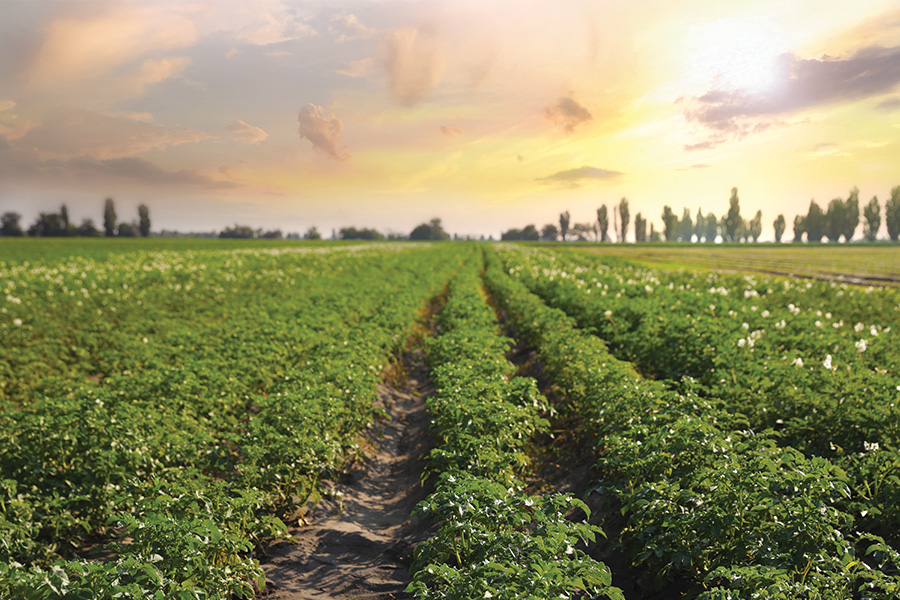Green potato plants emerge from the soil as the setting sun streaks the sky pink and yellow