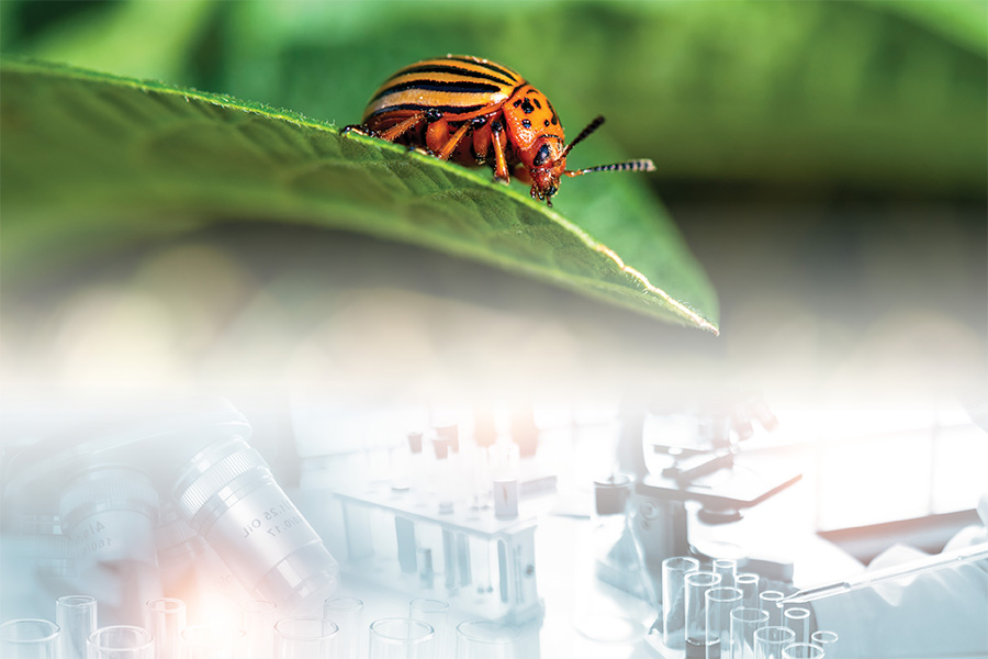 A Colorado potato beetle on a leaf superimposed above a microscope