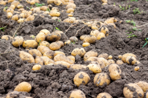 Newly unearthed potatoes in a field