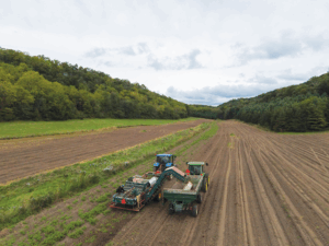 Two tractors harvest row of potatoes