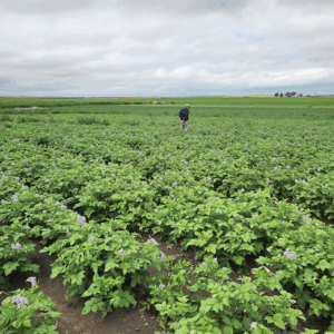 rows of potato plants