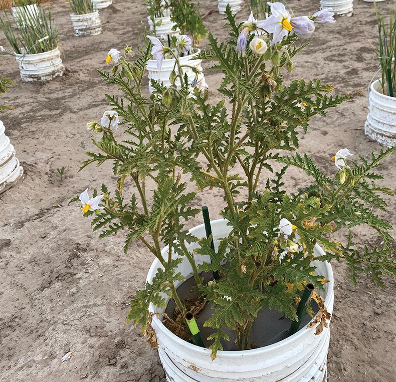 A potato plant being studied in a research field