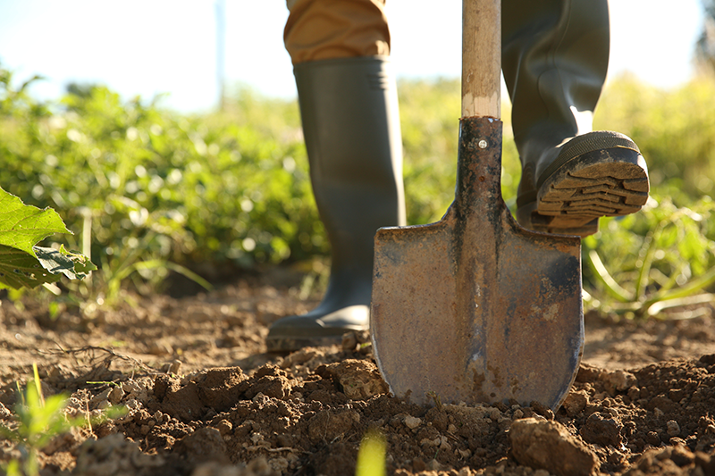A shovel breaks through dirt