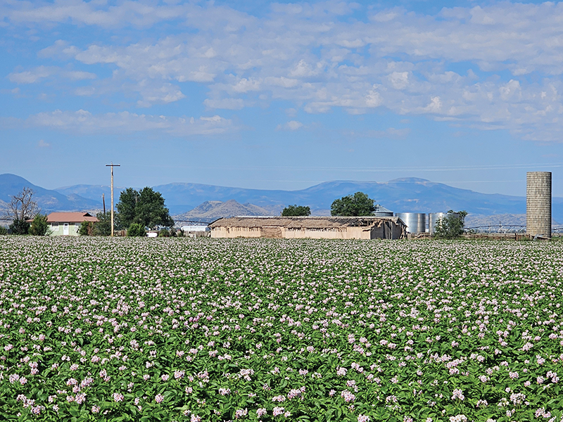 Potato plants flower in a field