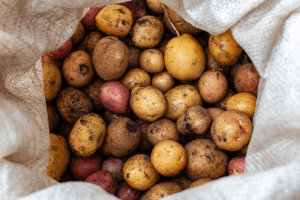 Small, fresh potatoes in a burlap sack
