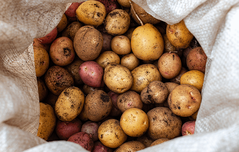 Small, fresh potatoes in a burlap sack