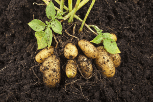 Freshly unearthed potatoes in dark soil