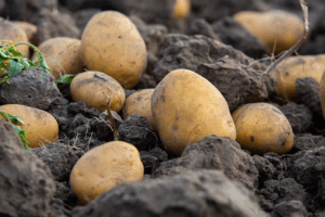 Large fresh potatoes resting in soil