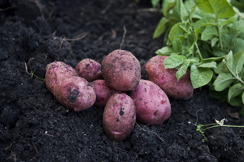 Freshly unearthed purple potatoes in soil