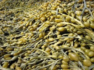 A closeup of seaweed plants