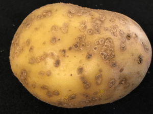 A whole potato shows symptoms of powdery scab. University of Idaho researchers are using new USDA funding to combat powdery scab and potato mop-top virus.