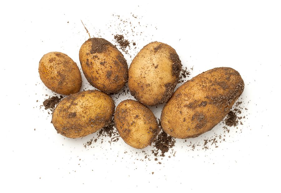 Illustration of potatoes fresh from the soil