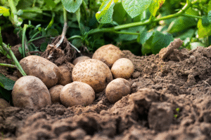 Freshly unearthed potatoes rest under green plant leaves