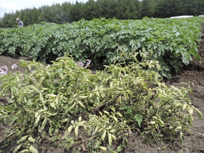 Cornell aims to make wild potato seeds more readily available to breeders