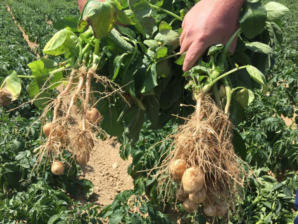Strike is fast becoming the potato industry’s worst-kept secret