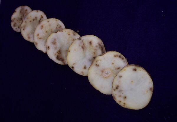 RPA-based tobacco rattle virus testing method announced by Agdia