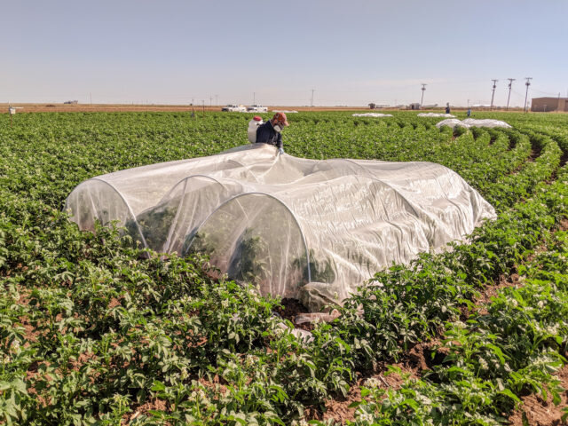 Study ongoing to determine if potato plants are sick or just thirsty