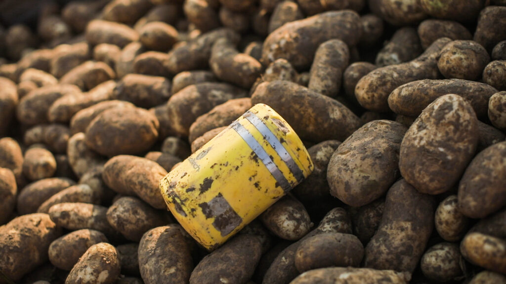 Tracing the potato’s path