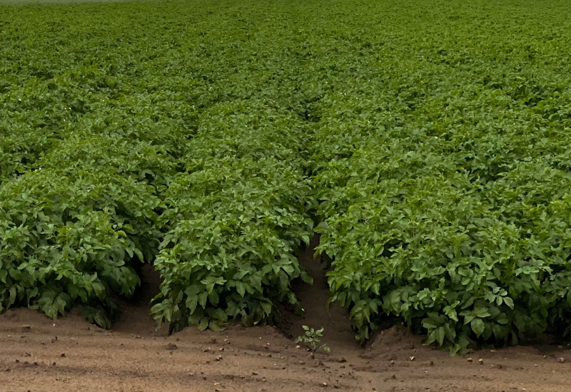 Organic russets feeling potato supply squeeze